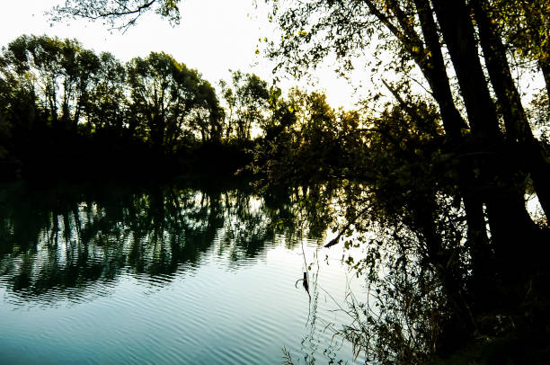 A lake with trees in the background. The water is calm and clear. The trees are tall and leafy
