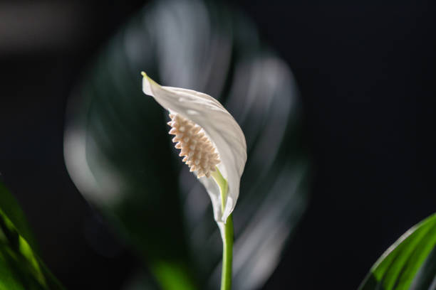 istock Blooming Spathiphyllum shot close up 2155851729
