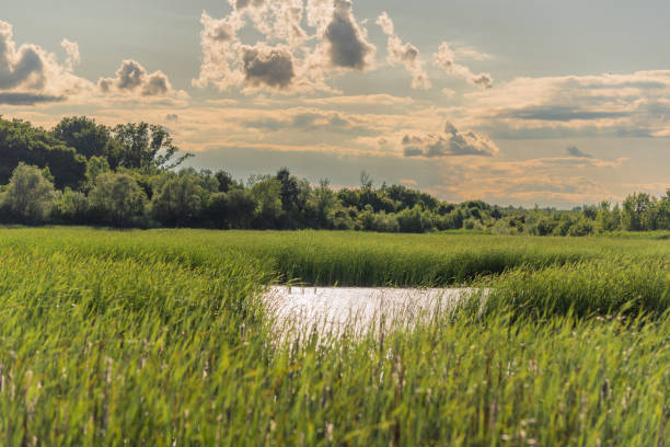 Summer landscape of a wild lake