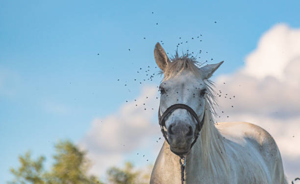 istock Insects attack a white horse 2155851831