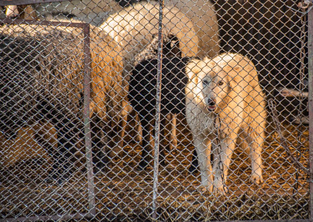 Dog in a pen with sheep
