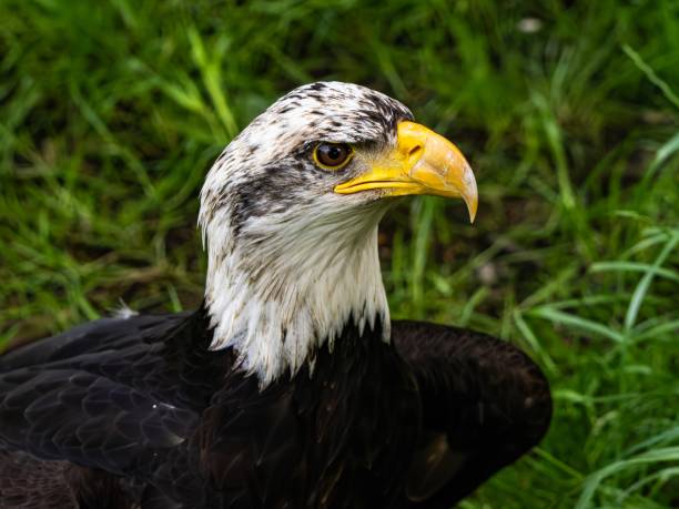 a bald eagle looking towards camera