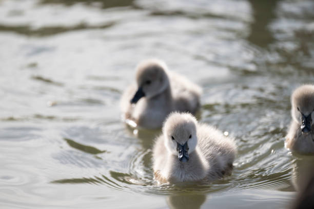 istock A swan with a flock of fluffy cygnets 2155857430