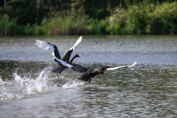 istock Black swan takes off 2155857432