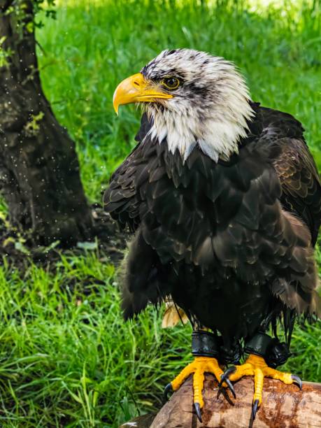 istock American bald eagle portrait. close-up view, its intricate feathers and distinctive yellow beak showcased against a softly blurred natural backdrop, evoking a sense of wild beauty. 2155857437