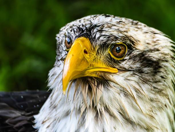 Close up shot of a Bald Eagle, looking down.