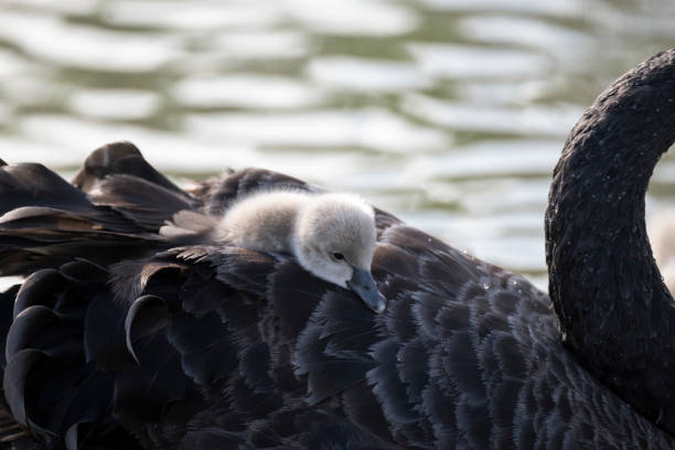 A swan with a group of cygnets swimming in the lake