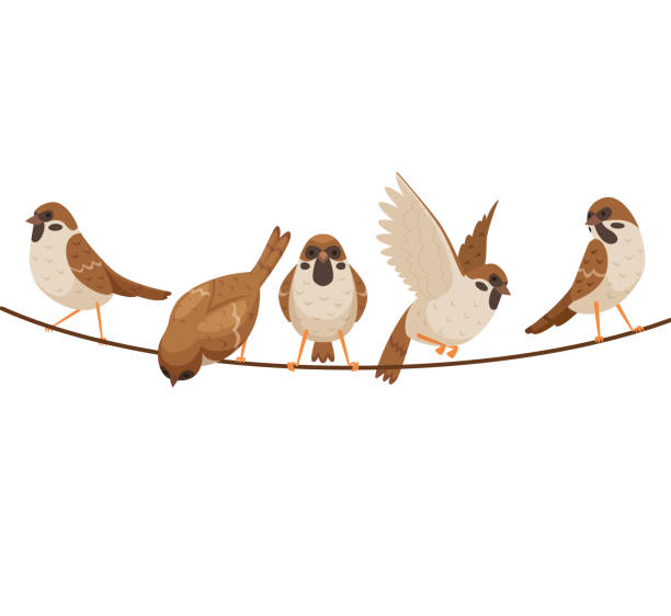 Free Stock Photo of A group of birds sitting on a wire | Download Free ...
