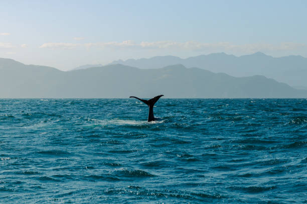 istock Whale tail rising above the ocean 2155862920