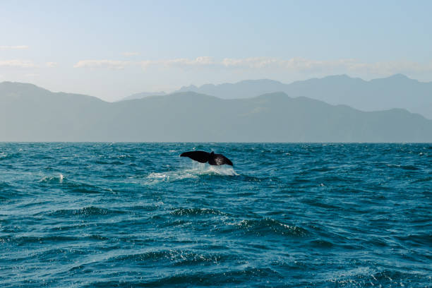 istock Whale's Tail in Ocean with Mountainous Horizon 2155862928