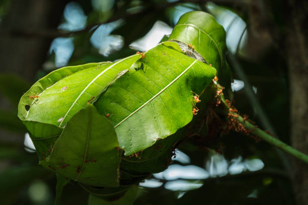 Red ant nests are built from mango leaves to protect the larvae and provide shelter.