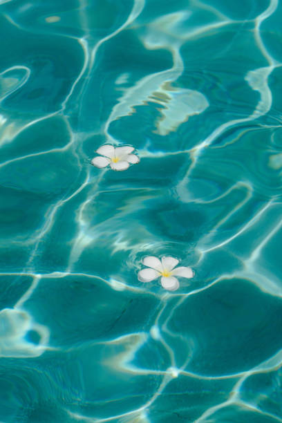 istock Floating white flowers on clear blue water 2155863643