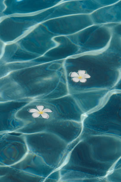 istock Floating white flowers on clear blue water 2155863647