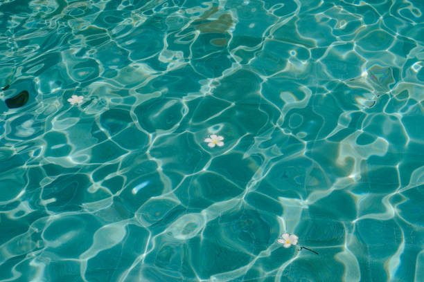 White flowers with yellow centers lie on a wooden surface beside a clear blue swimming pool.