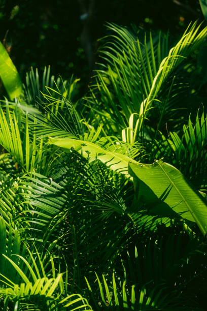 istock Lush tropical foliage with various green leaves 2155863706