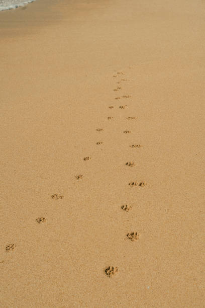 Dog paw prints on sandy beach near shoreline