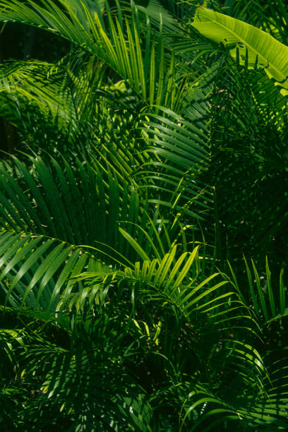 istock Tropical green leaves in dense natural setting 2155863721