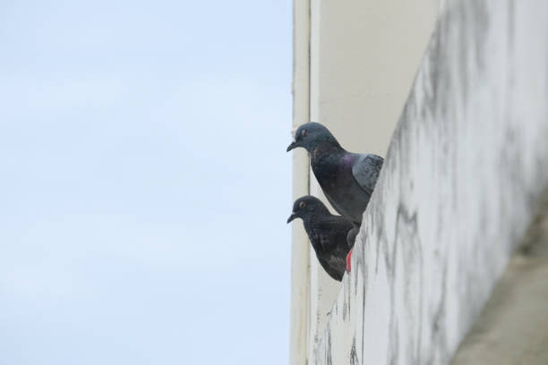 istock Pigeons spend their lives on buildings. 2155865182
