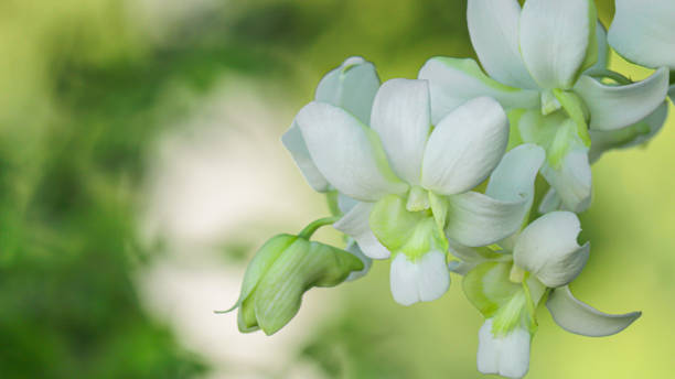 istock Beautiful white orchid natural background 2155865417