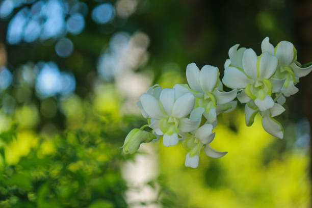 istock Beautiful white orchid natural background 2155865435