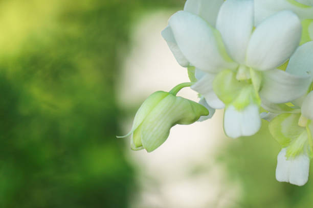 Green Cymbidium Orchid, Macro view