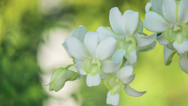 istock Beautiful white orchid natural background 2155865437