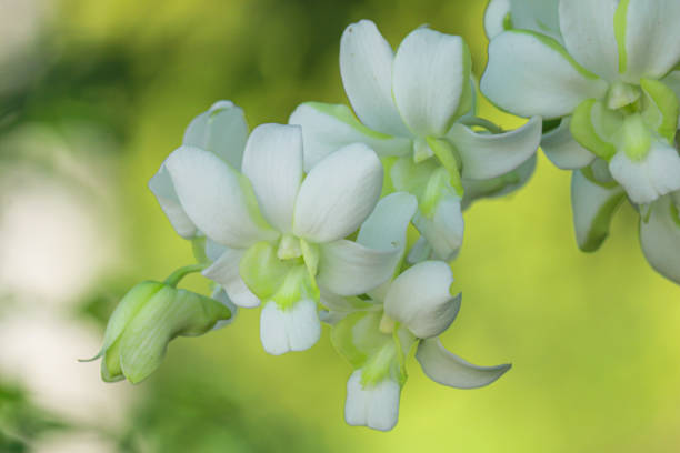 istock Beautiful white orchid natural background 2155865438
