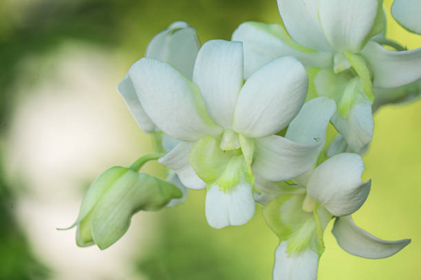 istock Beautiful white orchid natural background 2155865456