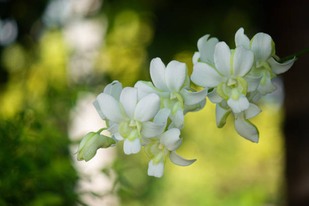 istock eautiful white orchid flowers nature background For various design work 2155865466