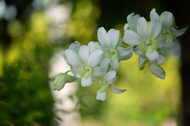 istock eautiful white orchid flowers nature background For various design work 2155865541