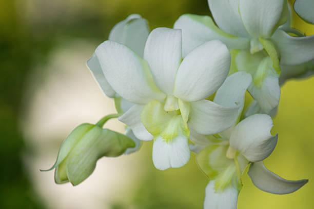 istock eautiful white orchid flowers nature background For various design work 2155865595