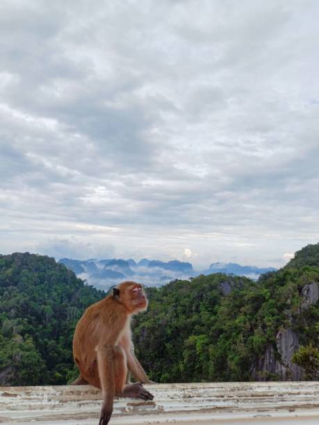 istock A wild monkey is sitting and sleeping on the wall. The background is mountains and thick fog. 2155865727