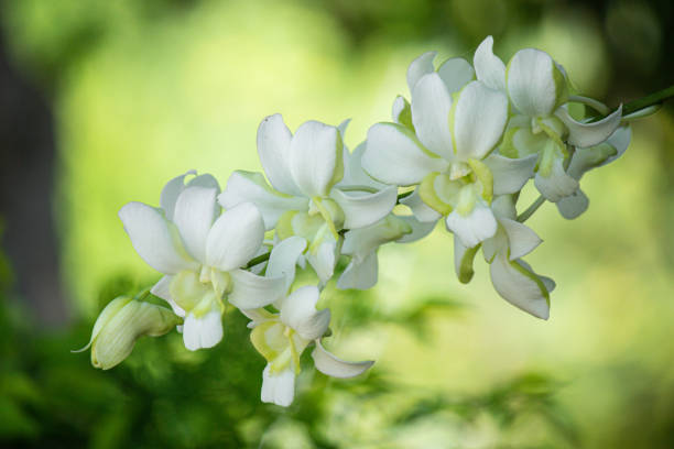 eautiful white orchid flowers nature background For various design work