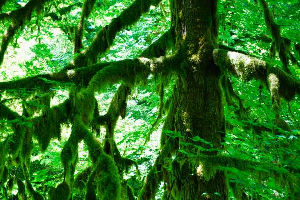 istock Winter Falls Trail at Silver Falls State Park Oregon 2155865981