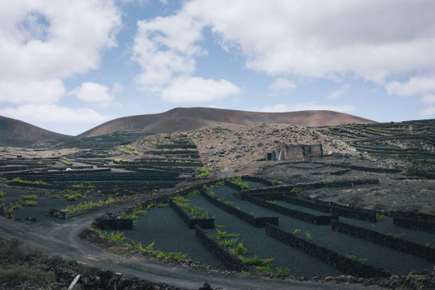 istock Agriculture in arid landscape, Lanzarote Island 2155866596