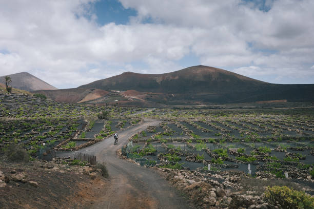 Road bicyclist rides through rural landscape