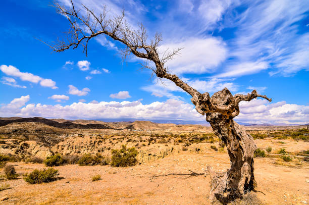 istock A tree with a twisted trunk stands in a desert landscape 2155866817