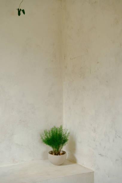 istock Green plant in a white pot on a ledge 2155866922