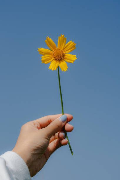 istock Holding a vibrant yellow daisy against a clear blue sky 2155868082
