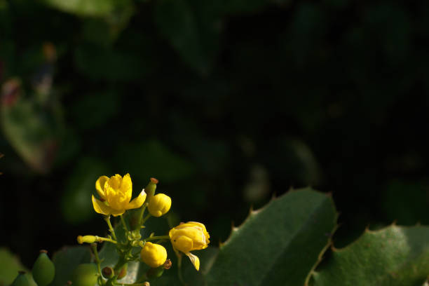 photo of beautiful spring flowers on a sunny day