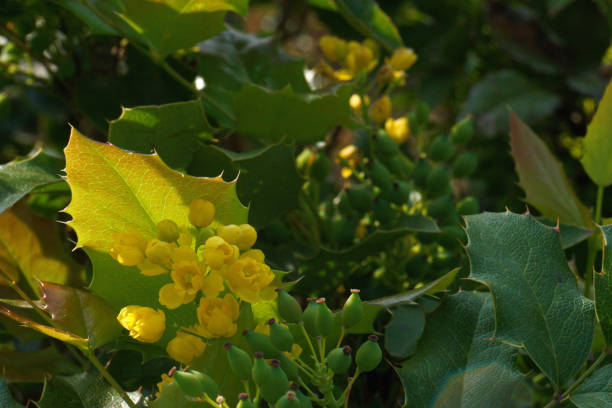 photo of beautiful spring flowers on a sunny day