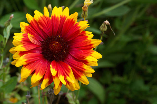 istock flower, plant, botany, flora, patterns, nature, spring, colors, gardening, sunny, 2155868808