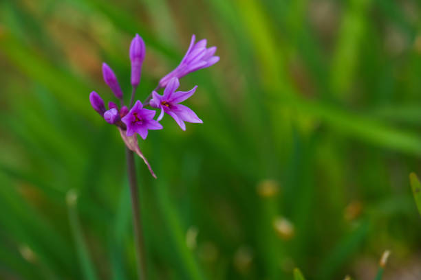 photo of beautiful spring flowers on a sunny day
