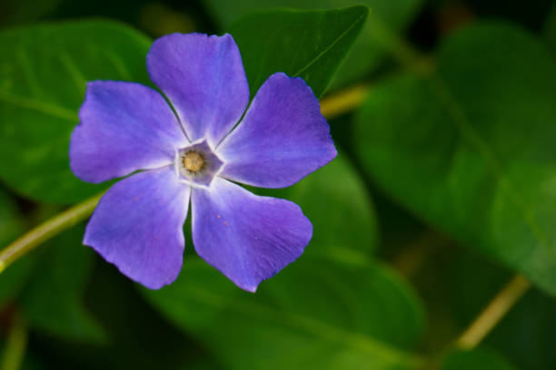 photo of beautiful spring flowers on a sunny day