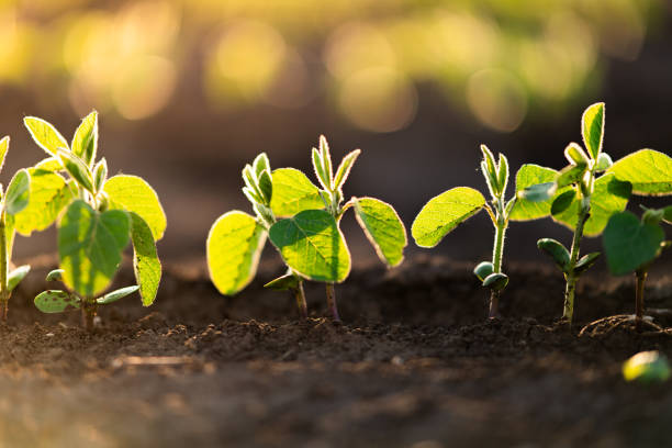 istock Soybean field in the countryside. 2155868888
