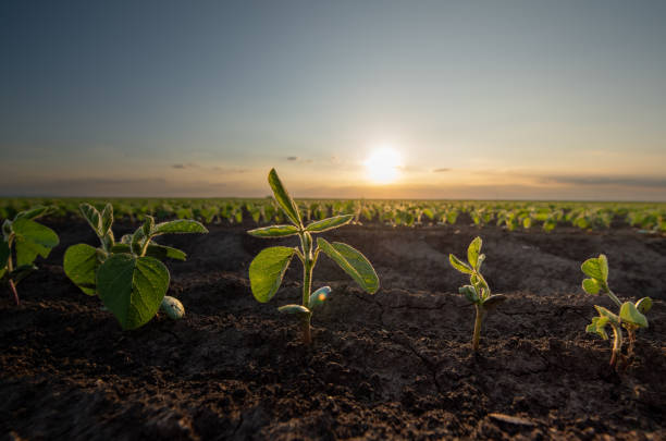 istock Soybean field in the countryside. 2155868893