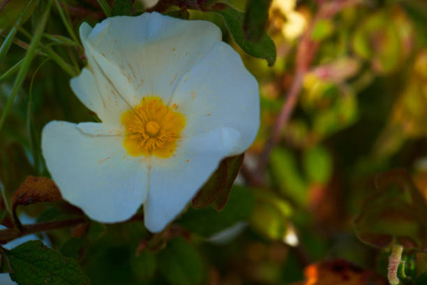 photo of beautiful spring flowers on a sunny day