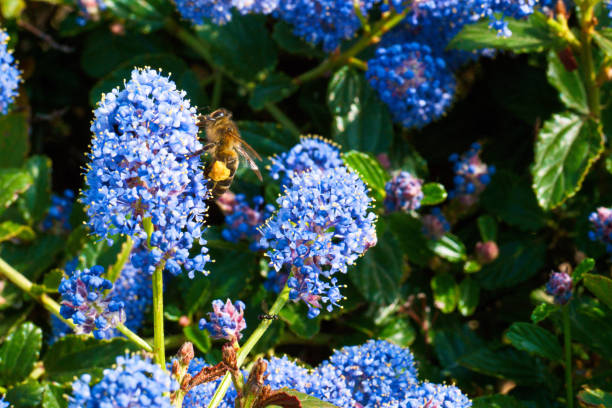 photo of beautiful spring flowers on a sunny day