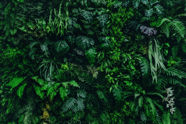 istock lush green forest with many different types of plants 2155869692