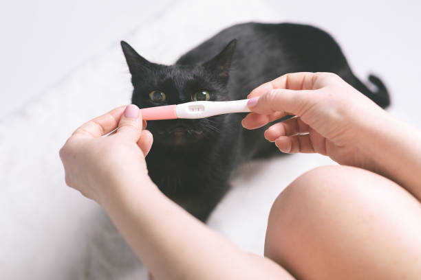 istock Pregnancy test with a cat in the background 2155871104